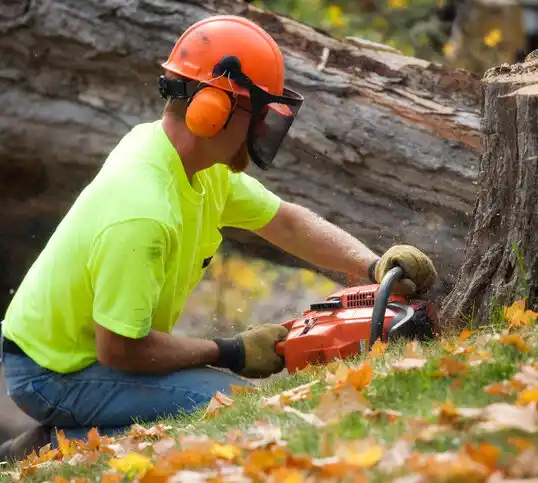 tree services Twinsburg Heights